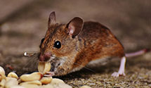 24 Hour & Emergency Exterminators in Crummies, KY